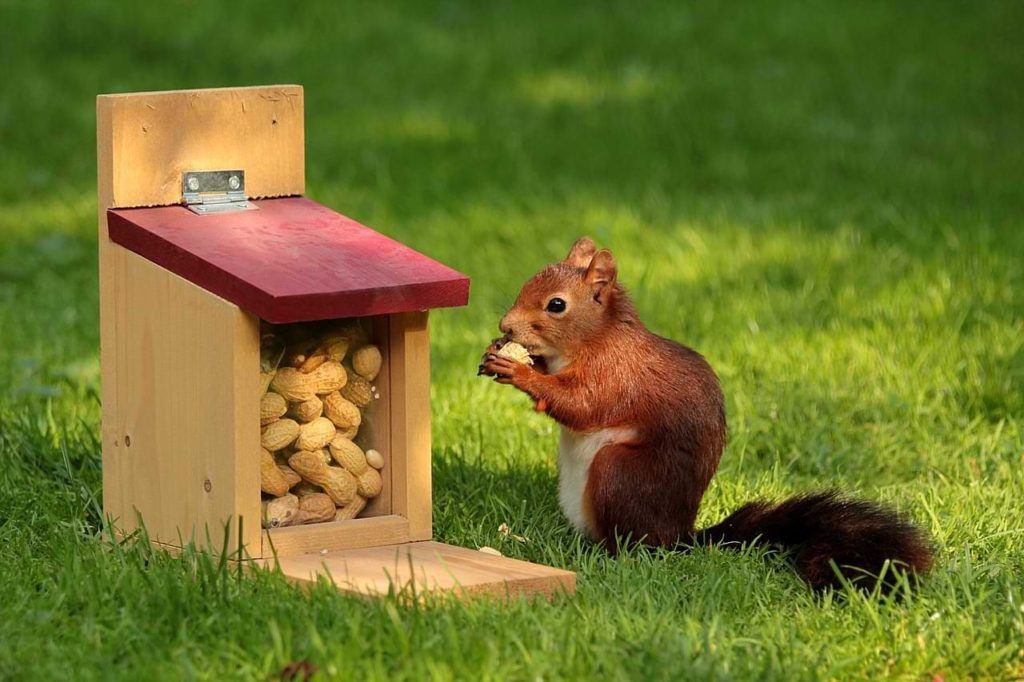 how many peanuts can you eat on keto