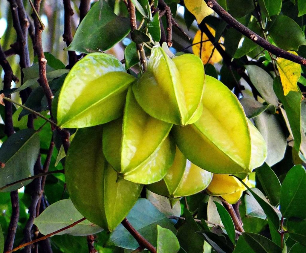 Starfruit