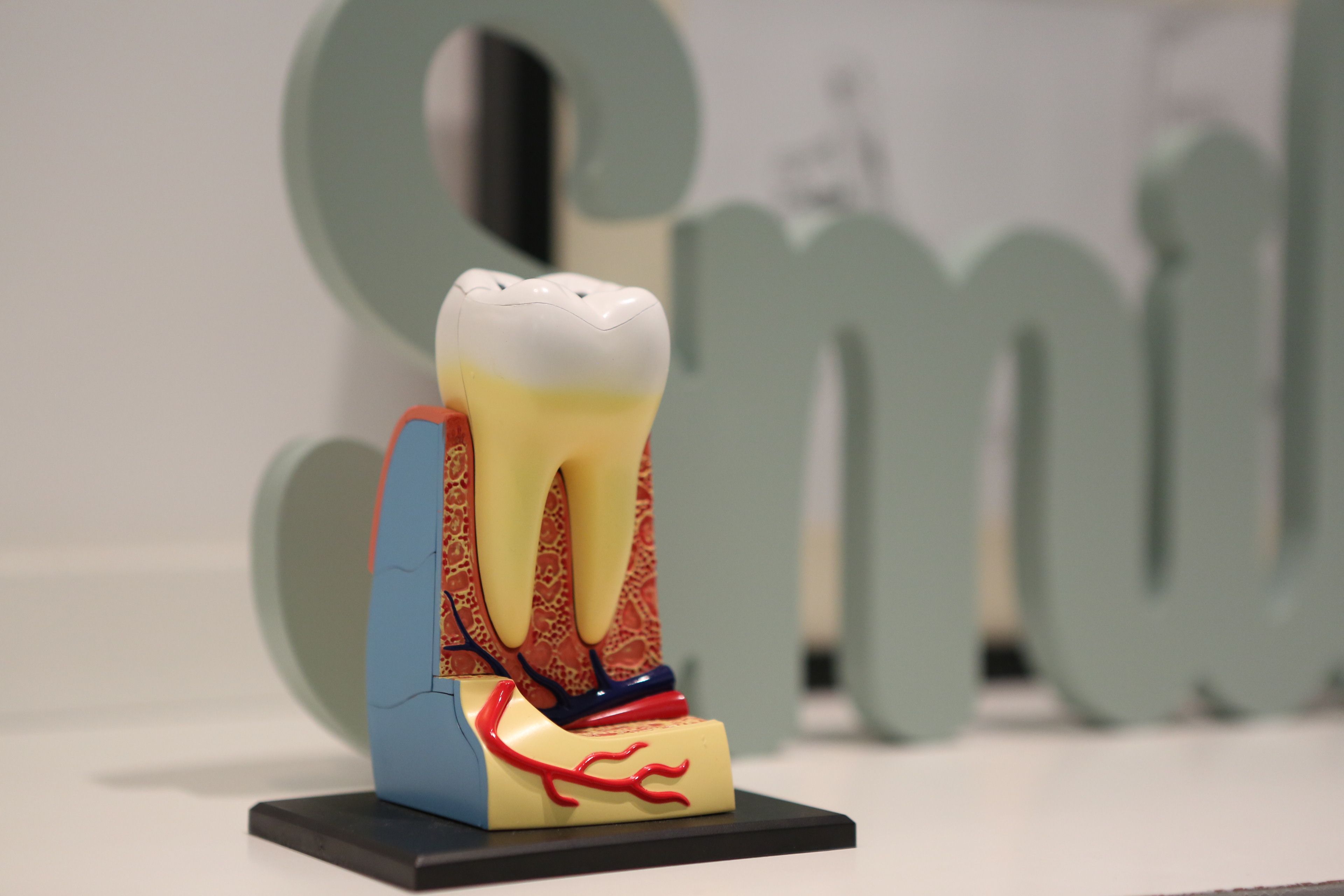 Close-up dental model showing tooth enamel anatomy